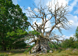 Rumskulla Oak, one of the oldest tree in europe, Sweden, 2019