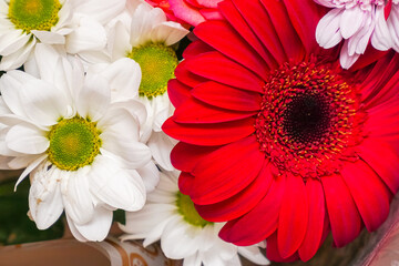 A beautiful bouquet of red gerberas and white chrysanthemum. Background of flower