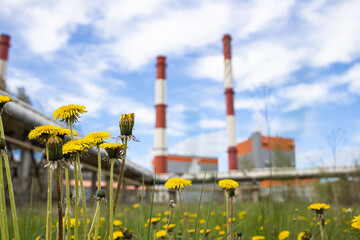 Tussilago flowers with a factory in the background