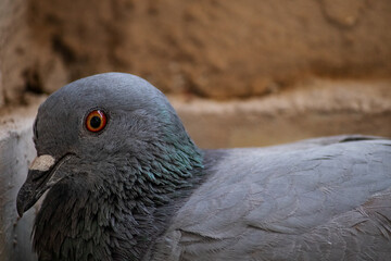 Close up of a pigeon