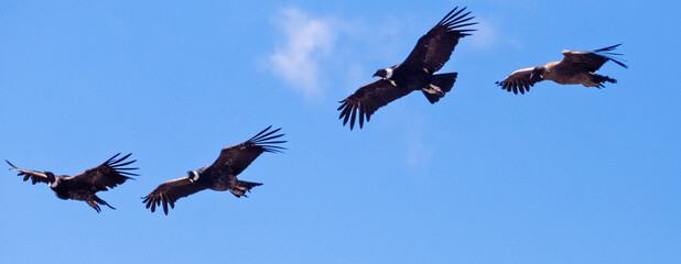 condors flying in formation in a blue sky. 