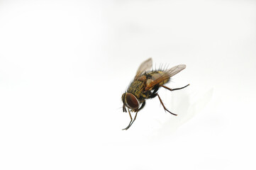 fly close-up on white background