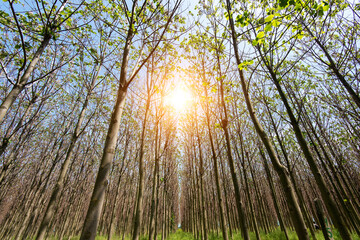 Paulownia tomentosa with fresh leaves in the spring. The tree fastest growing in the world - selective focus