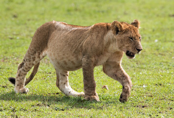 closeup of a Lion cub walking on green