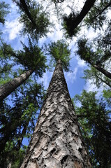 Fototapeta premium Century-old tall pines in the Park.