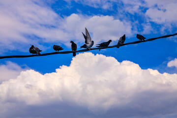 Fototapeta na wymiar pigeons in a line, over a wire, with dramatic blue sky and clouds behind. 