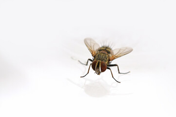 fly close-up on white background