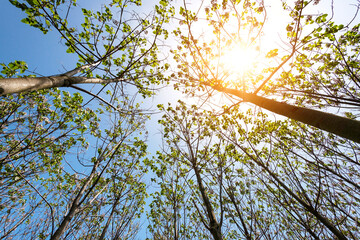 Paulownia tomentosa with fresh leaves in the spring. The tree fastest growing in the world - selective focus