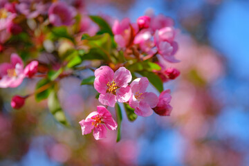 Obraz premium Close-up of bright pink Cherry Blossom flowers on a branch hanging into frame against a blue sky. Shallow depth of field.