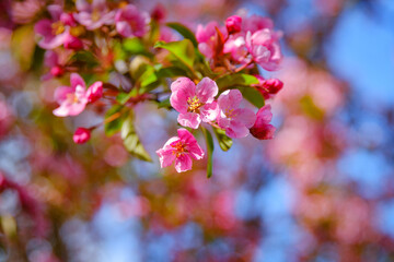 Fototapeta na wymiar Close-up of bright pink Cherry Blossom flowers on a branch hanging into frame against a blue sky. Shallow depth of field.