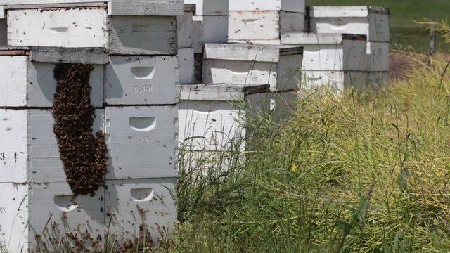 Bees bearding on a stacked beehive in a field in the Willamette Valley of Oregon.