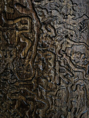 organic carved pattern on a wooden surface