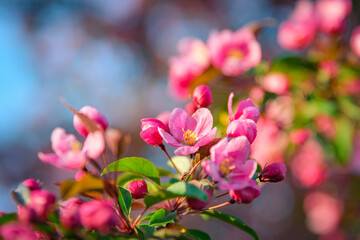 Close up of beautiful, pink Cherry Blossom flowers in spring at sunset. Shallow depth of field.