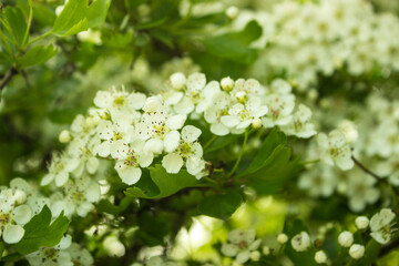 Common hawthorn branch covered with tiny white flowers. Hawthorn blossom, close-up. Flowers of Midland hawthorn, Crataegus laevigata, Common hawthorn, Crataegus monogyna. Selective shallow focus