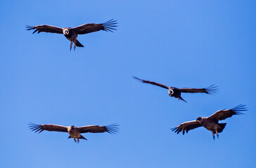 condors flying in formation in a blue sky. 