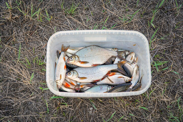 Fresh lake fish in a plastic square bucket