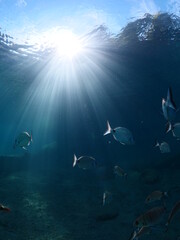 sun beams sun rays sun shine underwater nice light ocean scenery  reflections