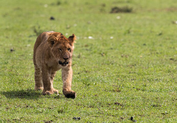 Fototapeta na wymiar Lion cub, Masai Mara