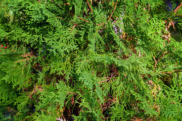 Green branches of juniper for the background. Selective focus