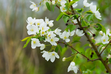 Beautiful spring blossoming apple tree white flowers