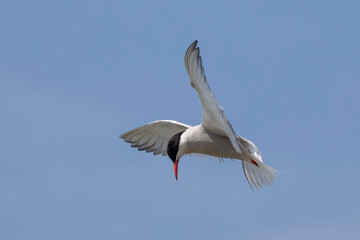 Fototapeta na wymiar tern in flight