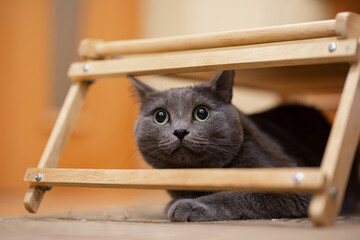gray fluffy cat hid under a wooden table