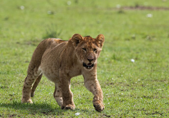 closeup of a Lion cub, Masai Mara