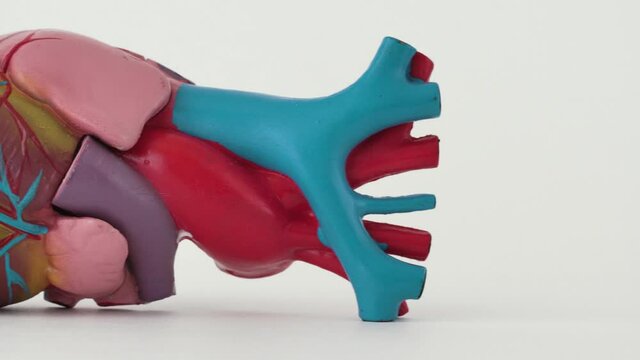 Anatomical model of the organ of the heart on a white background, copy space. The concept of treatment and diseases of myocardial infarction and heart tachycardia, cardiovascular diseases
