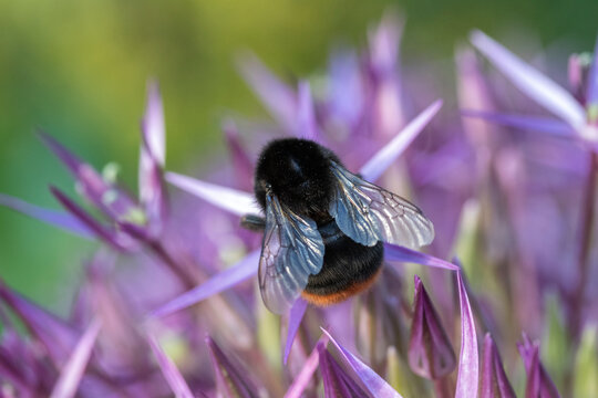 Closeup of a Red-tailed Bumble-bee (Bombus lapidarius) on Allium christophii