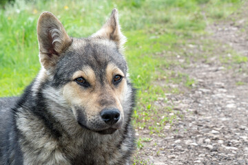 Portrait of a dog like a shepherd