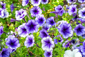 Purple Petunia flowers in the garden. Selective focus