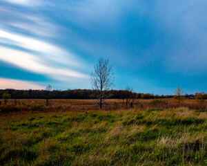 Sunset over tree in a field