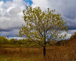 Bird and tree in the storm