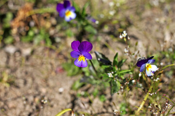Viola tricolor