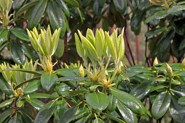 Rhododendron in spring