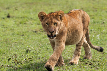 Fototapeta na wymiar closeup of a Lion cub