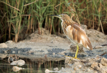 Closeup of Indian pond heron, Bahrain