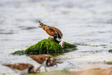 Ruddy Turnstone (Arenaria interpres) in the natural habitat.