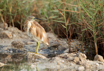 Indian pond heron
