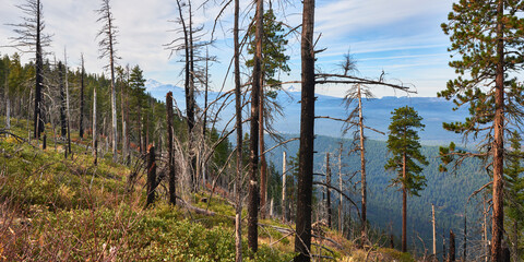Burned forest restoration in the mountains near Green Ridge Lookout in central Oregon in the morning.