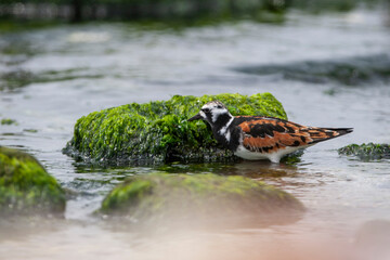 Ruddy Turnstone (Arenaria interpres) in the natural habitat.