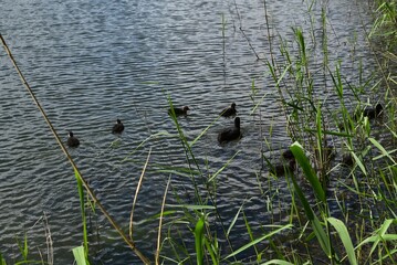 ducks on the lake