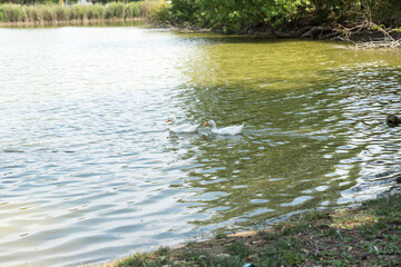 Pair of white ducks