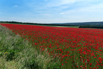 Poppy fields in Normandy hills
