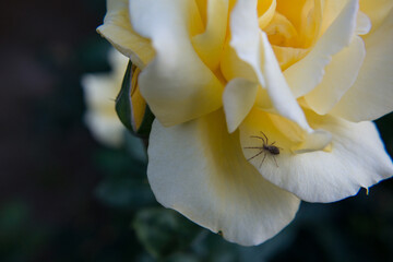 pająk macro róża natura żółć