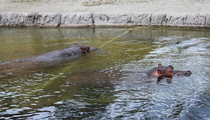 Fototapeta premium Hippopotamus amphibius or Hippo, submerged in water. 
