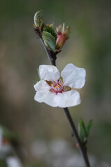 apple tree blossom