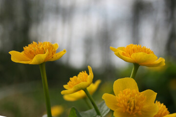 Obraz premium Littleyellow flowers of green grass