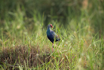 Swamphen on a mound, Bahrain