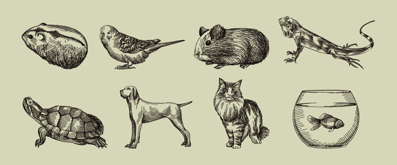 Hand-drawn sketch of domestic animals set. Set consists of hamster, guinea pig, lizard, turtle, dog, cat, tank with fish, parrot	
